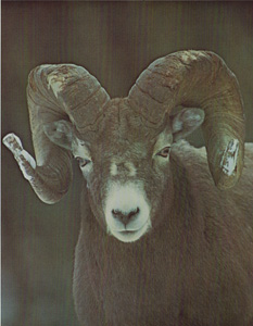 A Bighorn Ram with Horns Chipped from Combat